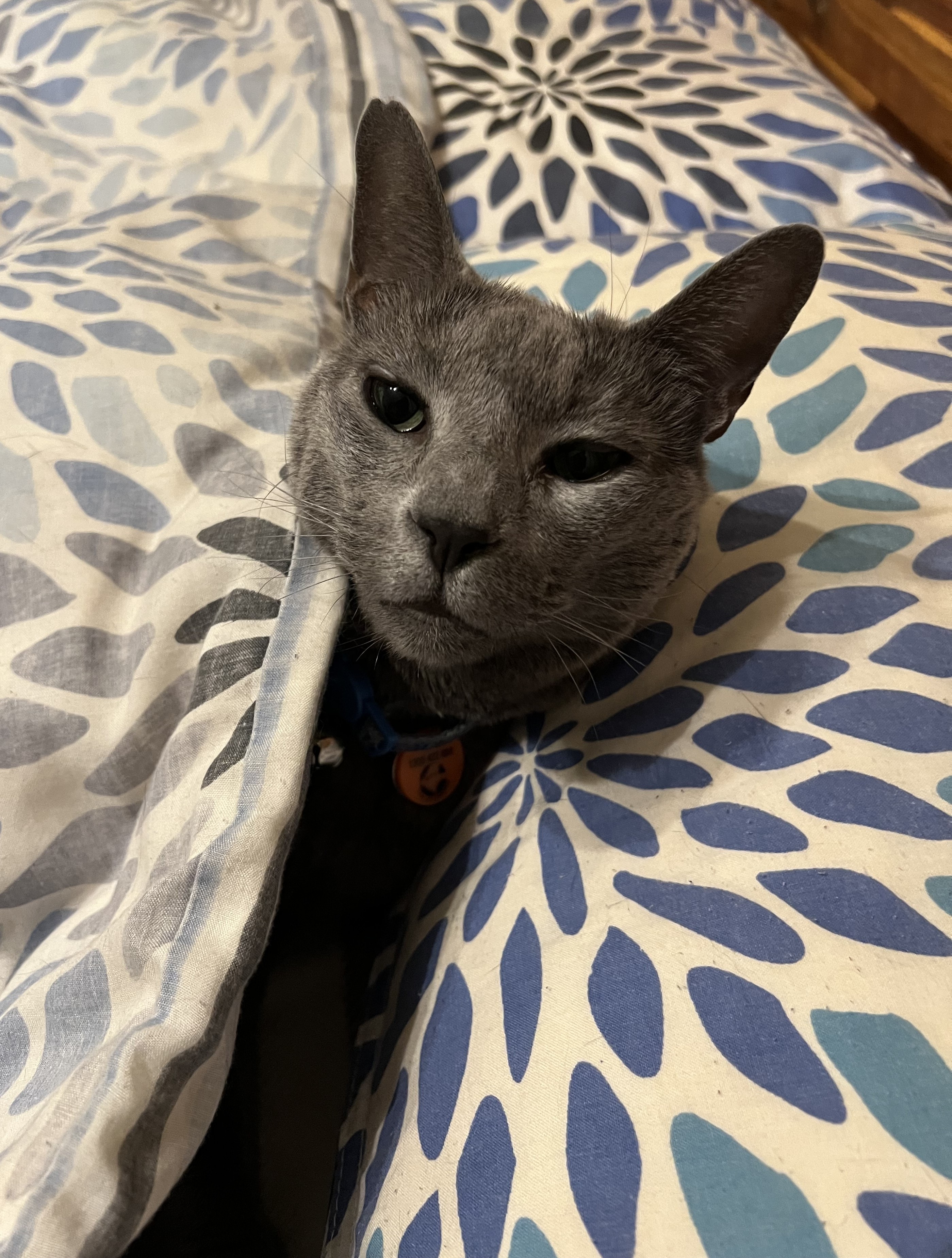 Russian Blue cat peeking through duvet