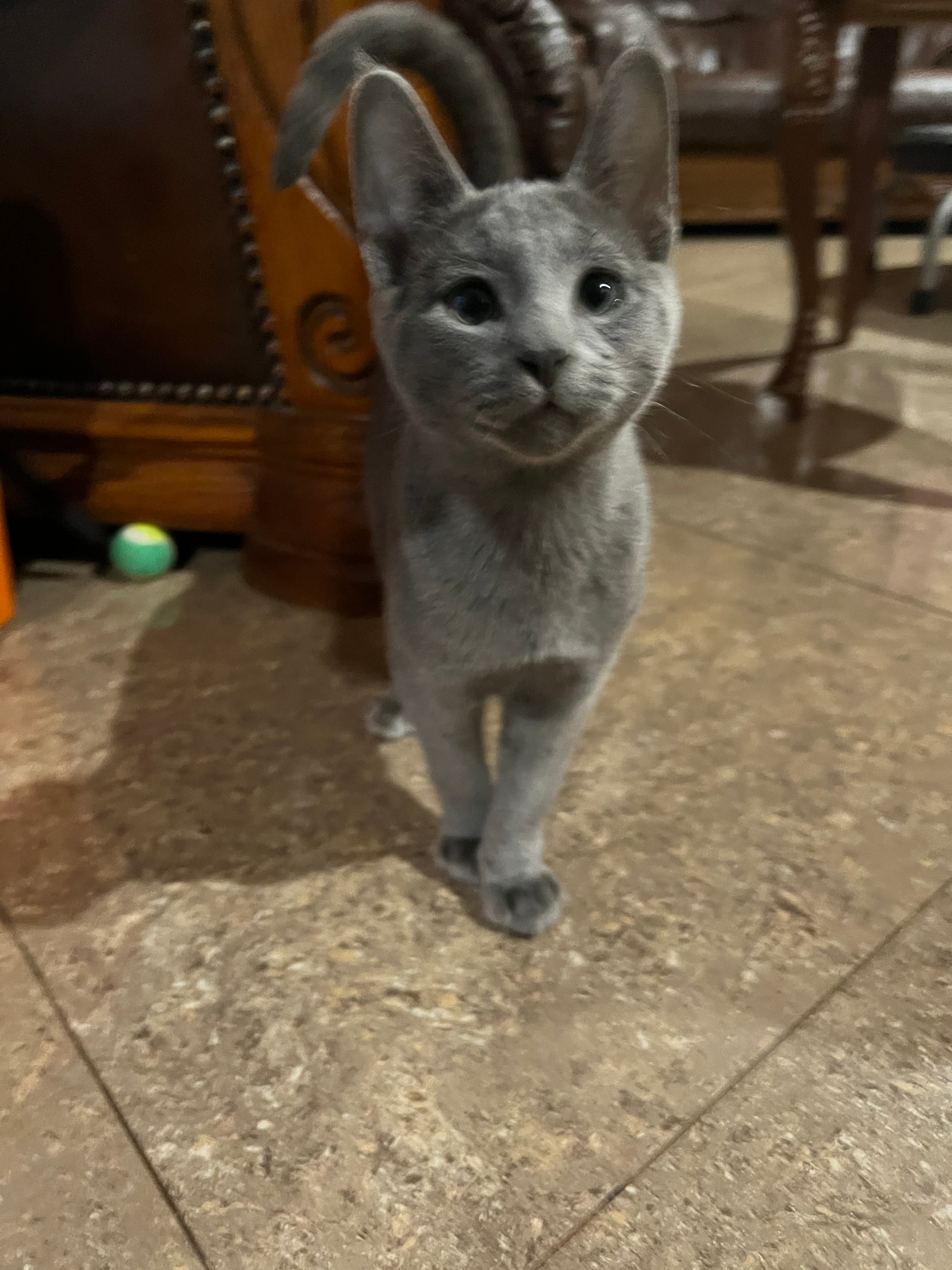 Russian Blue kitten on the floor