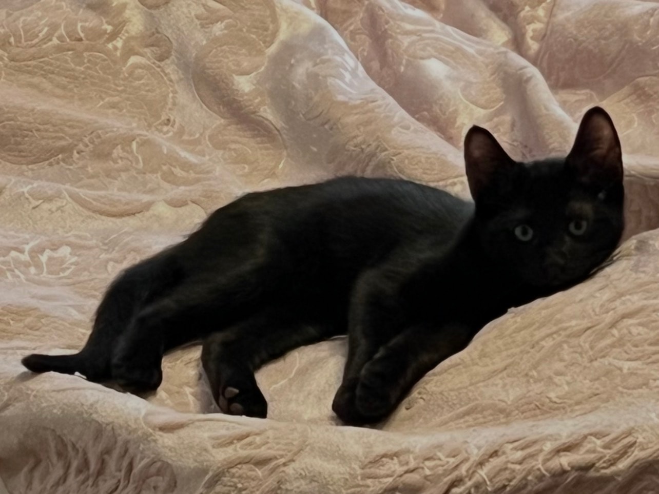 Black cat resting on fabric