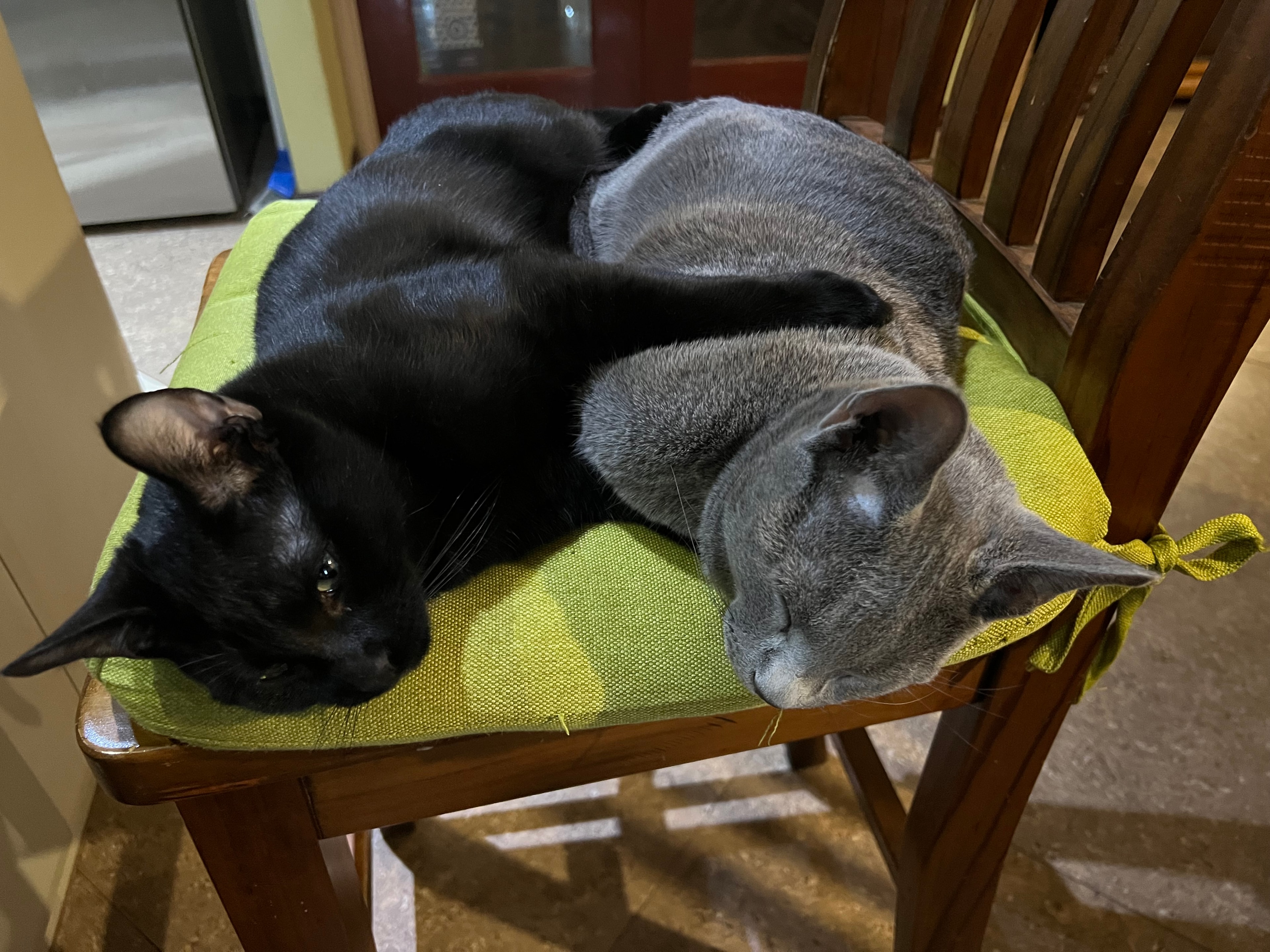 Black and Russian Blue cats cuddled together on a chair